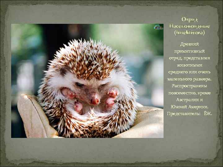 Отряд Насекомоядные (Insektivora) Древний примитивный отряд, представлен животными среднего или очень маленького размера. Распространены