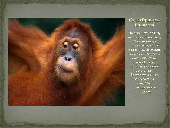 Отряд Приматы (Primates) По внешнему облику очень разнообразны , длина тела от 9 до