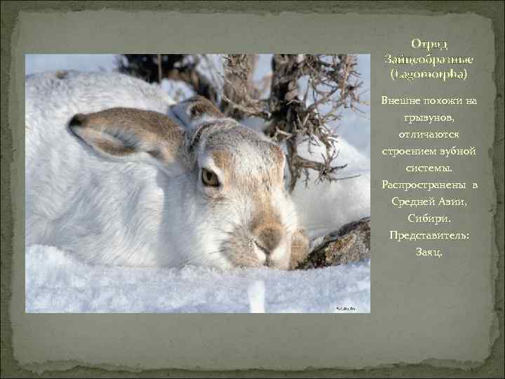 Отряд Зайцеобразные (Lagomorpha) Внешне похожи на грызунов, отличаются строением зубной системы. Распространены в Средней