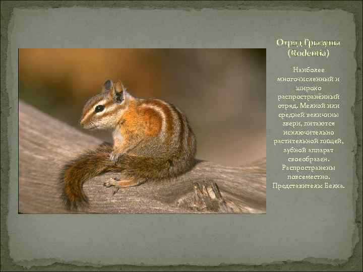 Отряд Грызуны (Rodentia) Наиболее многочисленный и широко распространённый отряд. Мелкой или средней величины звери,