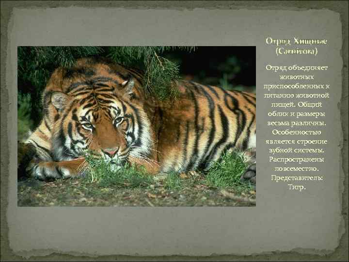 Отряд Хищные (Carnivora) Отряд объединяет животных приспособленных к питанию животной пищей. Общий облик и