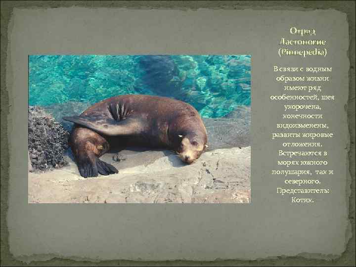 Отряд Ластоногие (Pinnepedia) В связи с водным образом жизни имеют ряд особенностей, шея укорочена,