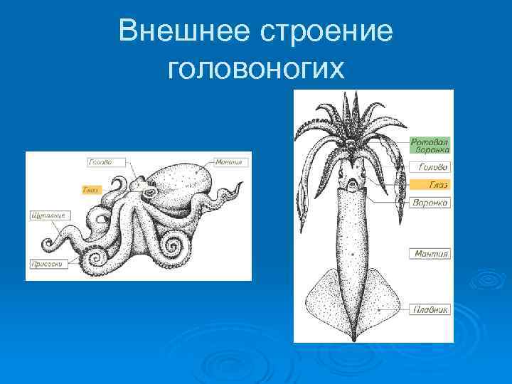 Внешнее строение головоногих моллюсков. Головоногие моллюски внешнее строение. Внешнее строение головоногих. Схема строения головоногого моллюска. Головоногие моллюски внешнее и внутреннее строение.