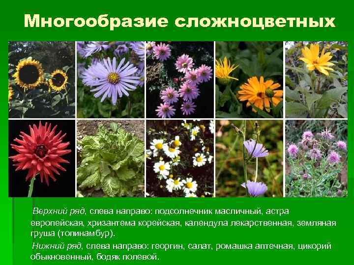 Многообразие сложноцветных Верхний ряд, слева направо: подсолнечник масличный, астра европейская, хризантема корейская, календула лекарственная,