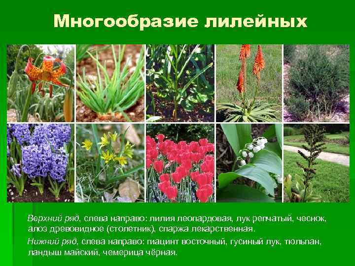 Многообразие лилейных Верхний ряд, слева направо: лилия леопардовая, лук репчатый, чеснок, алоэ древовидное (столетник),