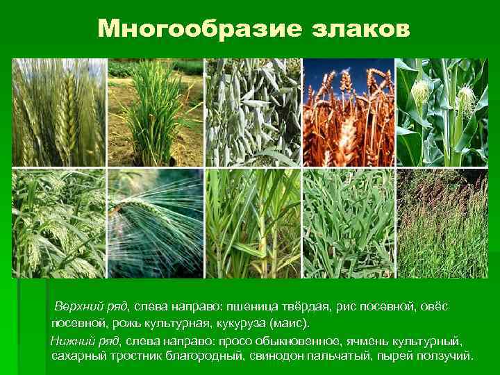 Многообразие злаков Верхний ряд, слева направо: пшеница твёрдая, рис посевной, овёс посевной, рожь культурная,