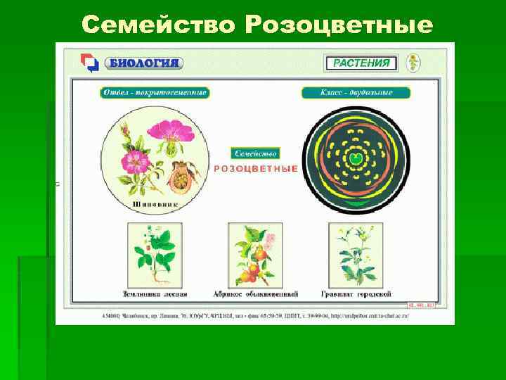 Семейство Розоцветные 