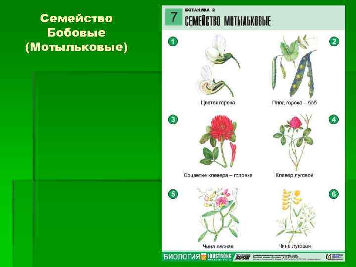 Семейство мотыльковые схема