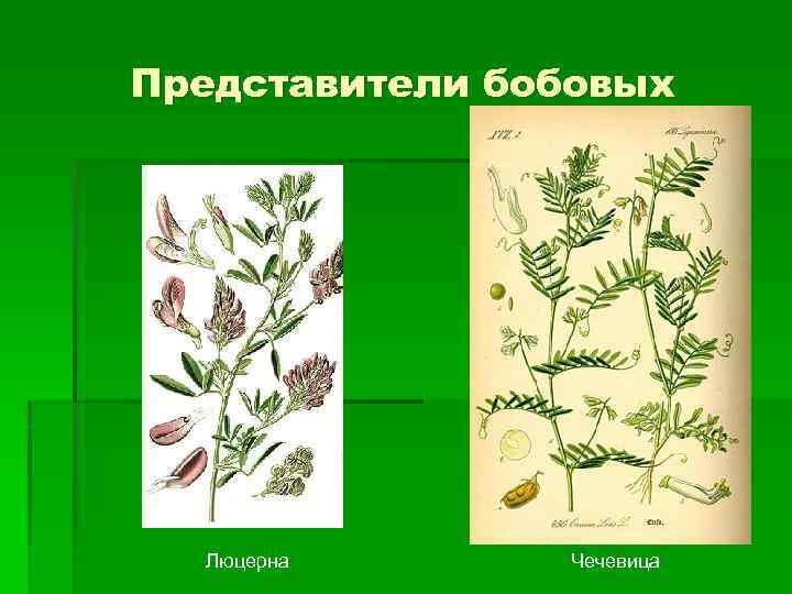 Представители бобовых Люцерна Чечевица 