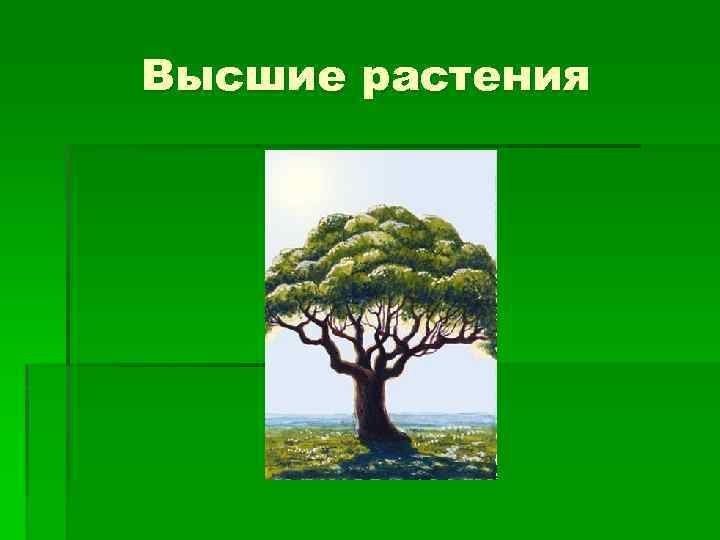 Высшие растения 