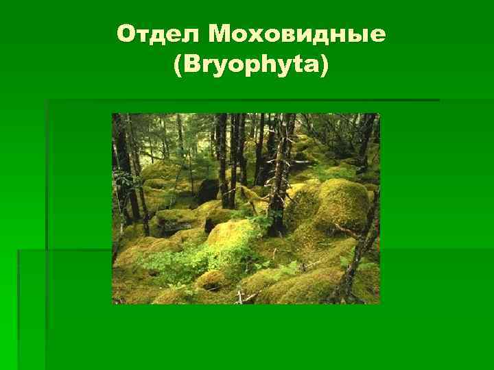 Отдел Моховидные (Bryophyta) 