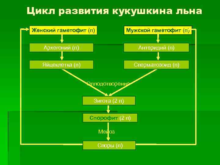 Основные этапы развития растительного мира схема