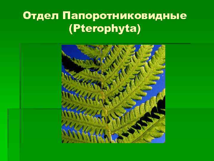 Отдел Папоротниковидные (Pterophyta) 