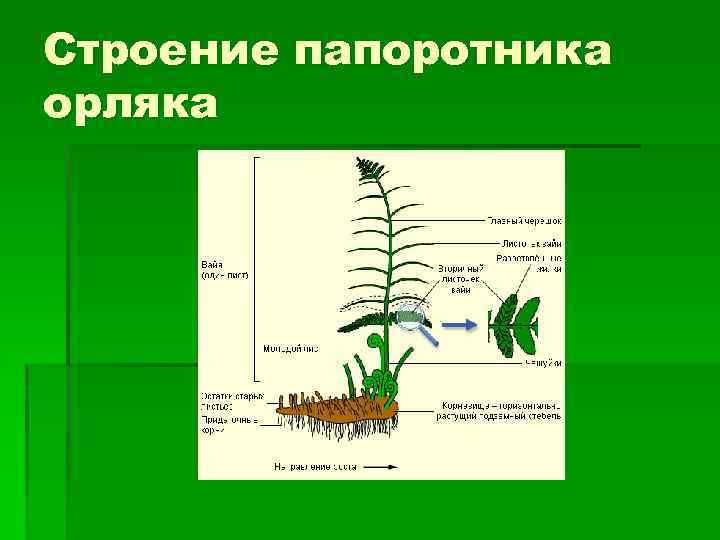 Схема строения корневища орляка