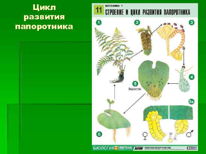 Рассмотрите рисунок основные этапы развития растительного мира укажите растения каких отделов