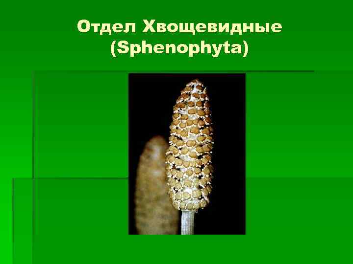 Отдел Хвощевидные (Sphenophyta) 