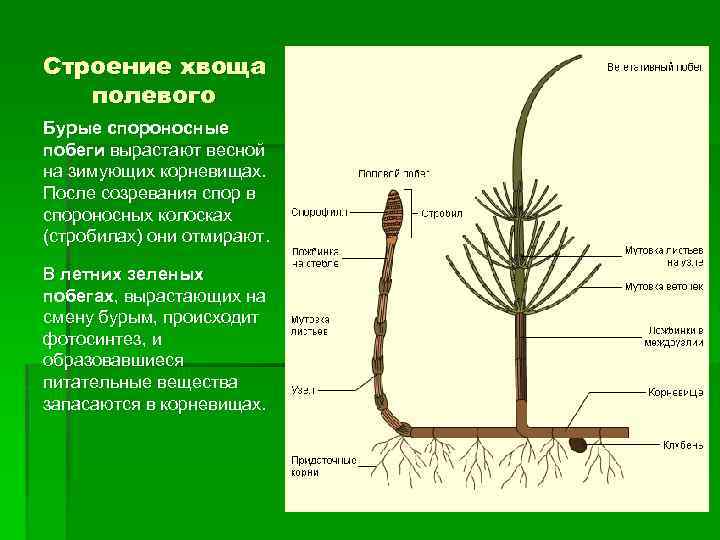 Строение хвоща рисунок с надписями