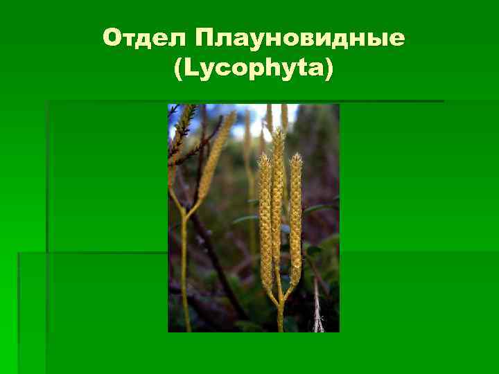 Группа растений плауновидные. Отдел Плауновидные. Плауновидные Эволюция. Плауновидные 7 класс биология. Отдел Плауновидные древние.