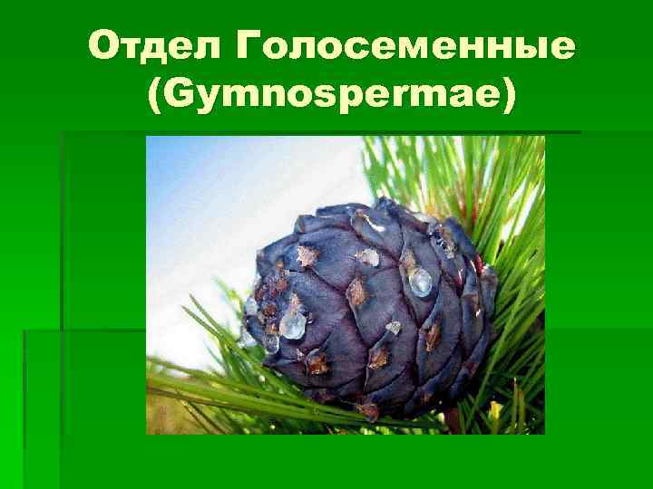 Отдел Голосеменные (Gymnospermae) 