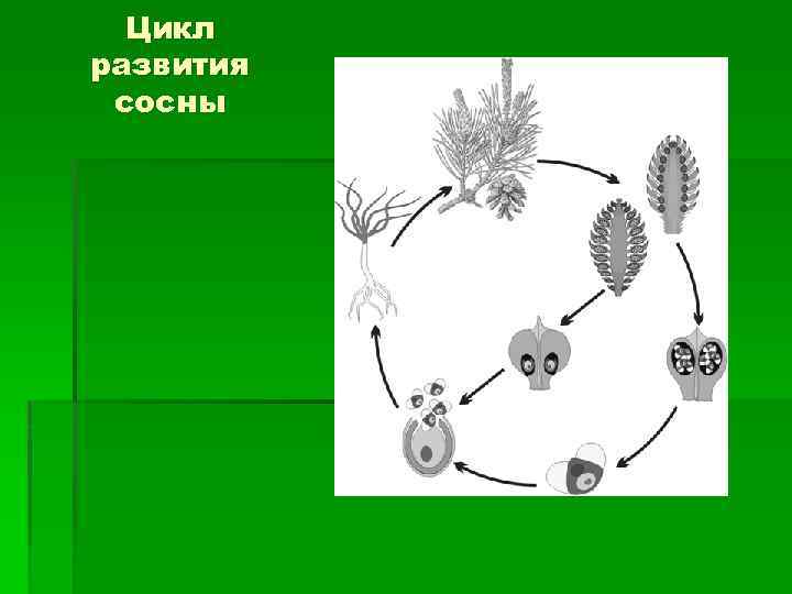 Процесс размножения сосны зарисуйте схему жизненного цикла