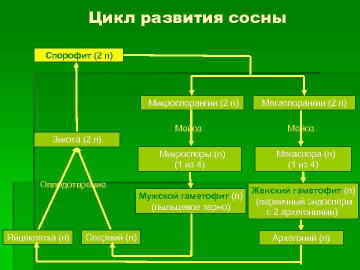 Цикл развития сосны Спорофит (2 п) Микроспорангии (2 п) Мейоз Мегаспорангии (2 п) Мейоз