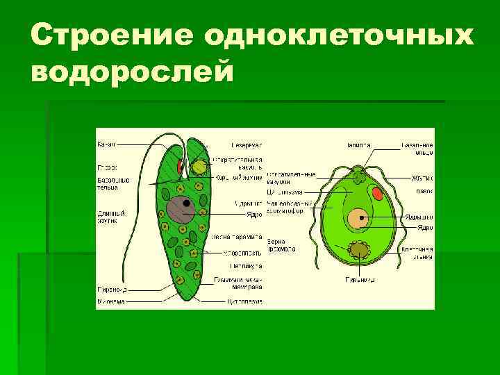 Строение одноклеточных водорослей 