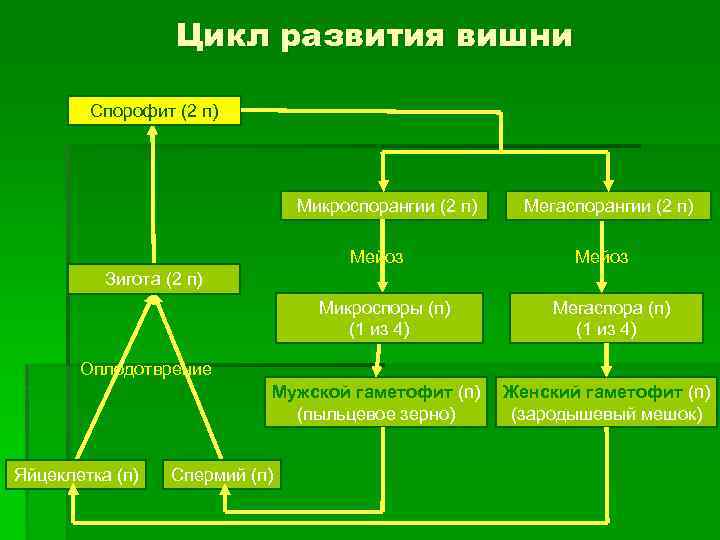 Схема создания генетически модифицированных растений невозможна без