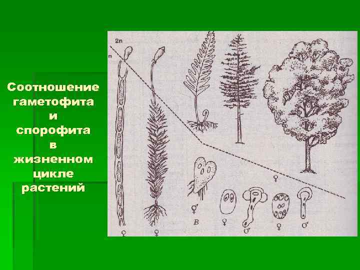 Рассмотрите схему отражающую развитие растительного мира земли овес