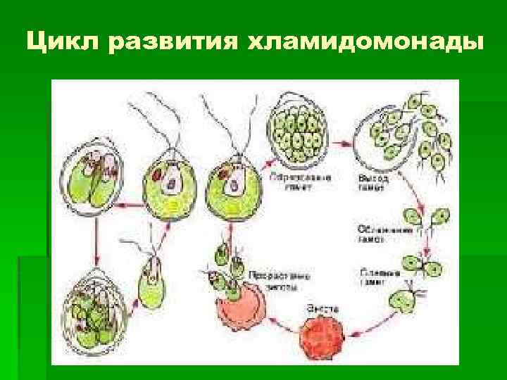 Жизненные стадии водорослей. Цикл размножения хламидомонады. Цикл развития хламидомонады схема. Жизненный цикл водорослей хламидомонада. Жизненный цикл хламидомонады Пасечник.