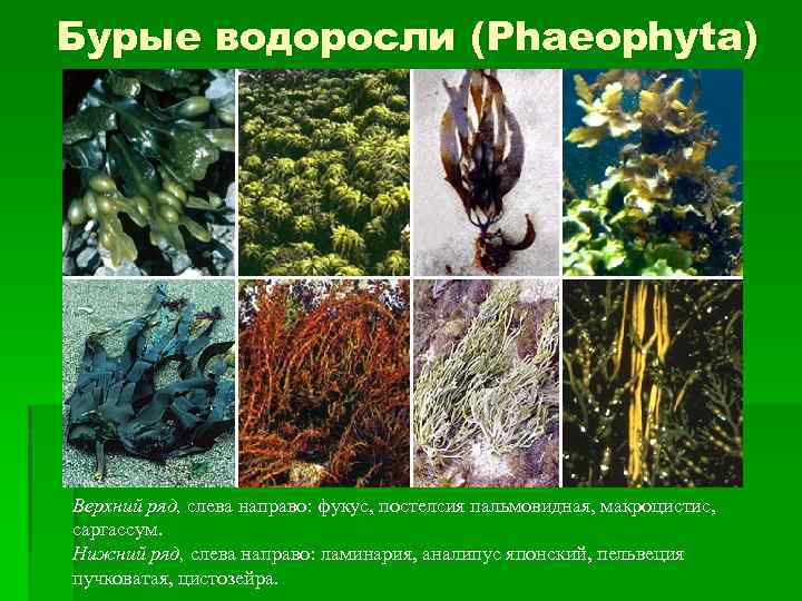 Бурые водоросли (Phaeophyta) Верхний ряд, слева направо: фукус, постелсия пальмовидная, макроцистис, саргассум. Нижний ряд,