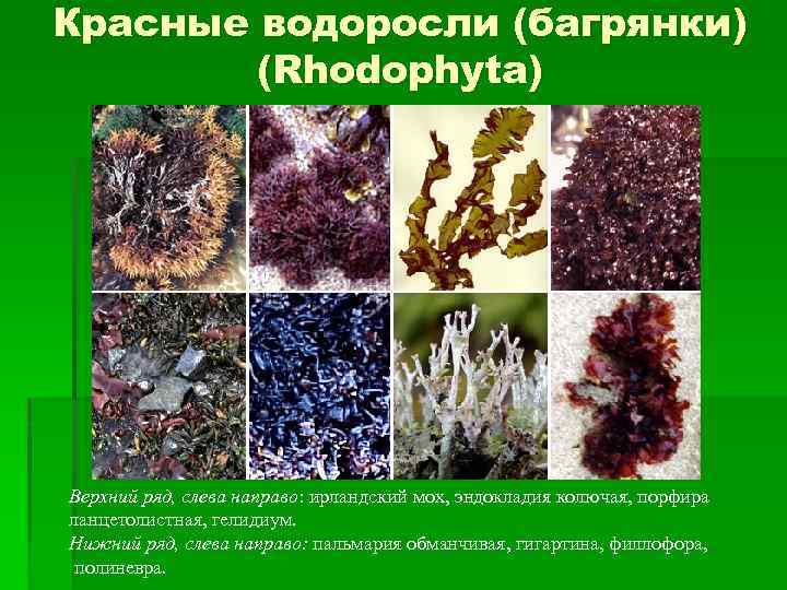 Группа красных водорослей. Багрянка, красные водоросли, Rhodophyta.. Родофита водоросли. Ирландский мох красная водоросль. Rhodophyta жизненные формы.