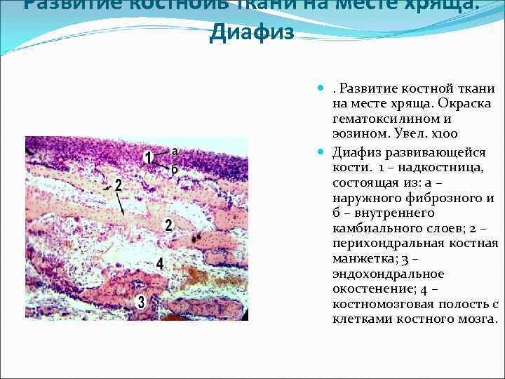 Развитие кости на месте хряща рисунок