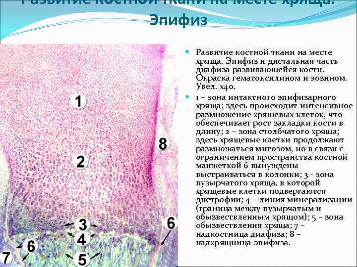 Развитие кости на месте хряща гистология рисунок