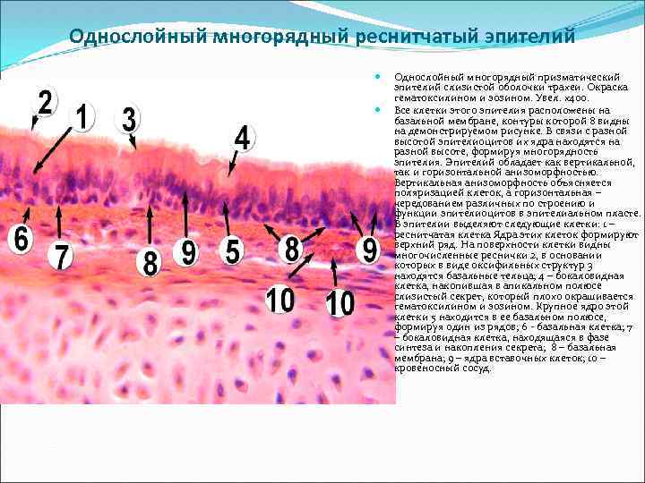 Мерцательный эпителий рисунок