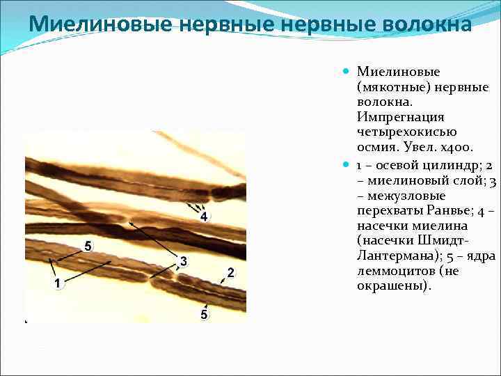 Миелиновые нервные волокна