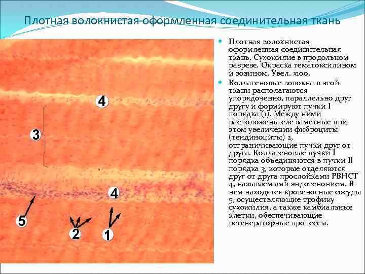 Плотно оформленная. Плотная оформленная соединительная ткань срез сухожилия. Плотная оформленная соединительная ткань продольный срез сухожилия. Плотная оформленная соединительная ткань сухожилия препарат. Плотная соединительная ткань сухожилия в продольном разрезе.