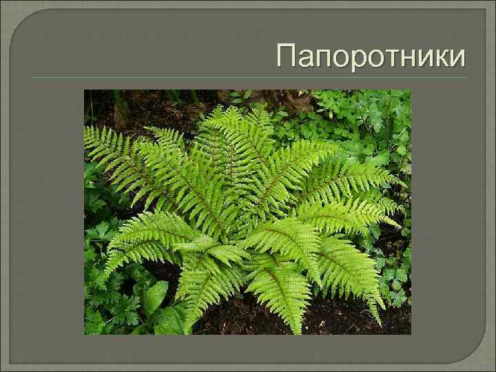 Почему папоротники относятся. Царство растения отдел Папоротниковидные. Папоротникообразные растения классификация. Систематика папоротника обыкновенного. Классификация растения папоротник.