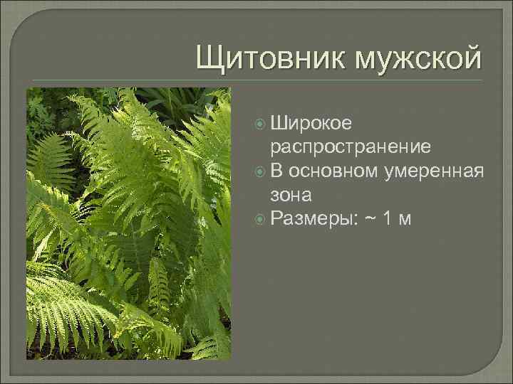 Отдел папоротники. Папоротник Щитовник мужской систематика. Щитовник папоротник царство. Царство растения отдел Папоротниковидные. Щитовник мужской царство.