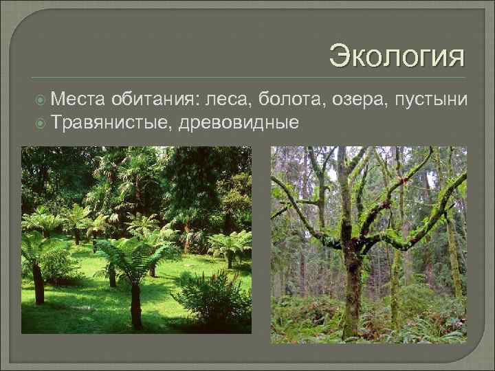 Экология Места обитания: леса, болота, озера, пустыни Травянистые, древовидные 