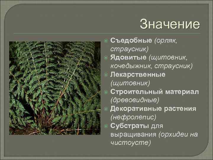 Значение Съедобные (орляк, страусник) Ядовитые (щитовник, кочедыжник, страусник) Лекарственные (щитовник) Строительный материал (древовидные) Декоративные