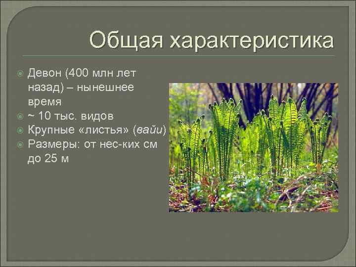 Общая характеристика Девон (400 млн лет назад) – нынешнее время ~ 10 тыс. видов