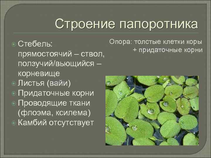 Строение папоротника Стебель: прямостоячий – ствол, ползучий/вьющийся – корневище Листья (вайи) Придаточные корни Проводящие