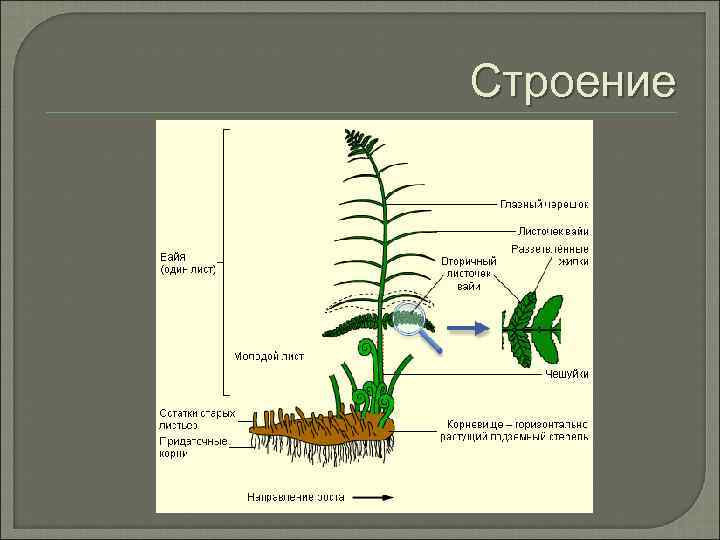 Строение 