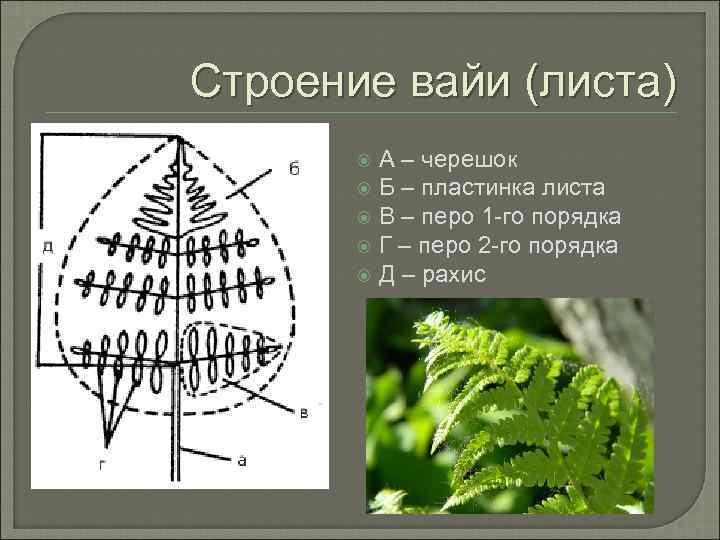 Какие признаки характерны для отдела один из представителей которого изображен на рисунке папоротник