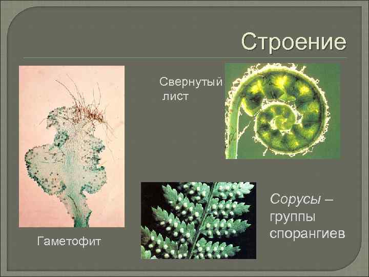 Какой цифрой на рисунке обозначен объект имеющий скопление спорангиев сорусы