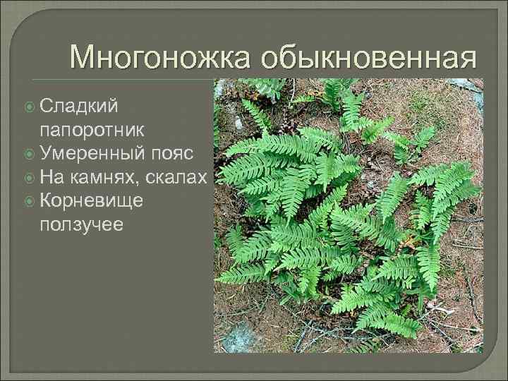 Многоножка обыкновенная Сладкий папоротник Умеренный пояс На камнях, скалах Корневище ползучее 