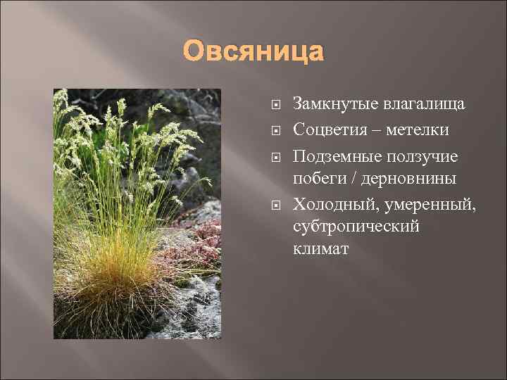 Овсяница Замкнутые влагалища Соцветия – метелки Подземные ползучие побеги / дерновнины Холодный, умеренный, субтропический