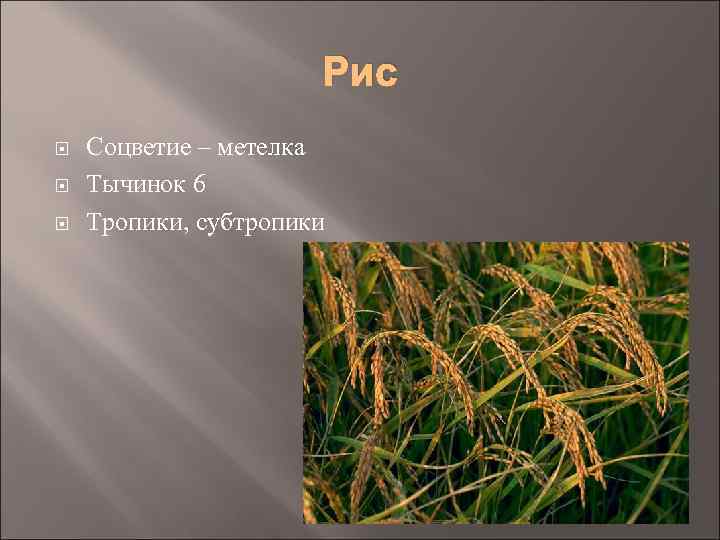 Чисел растение. Рис соцветие. Метелка риса. Рис Тип соцветия. Какое соцветие у риса.