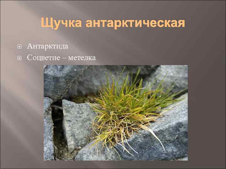 Щучка антарктическая Антарктида Соцветие – метелка 