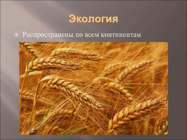 Экология Распространены по всем континентам 